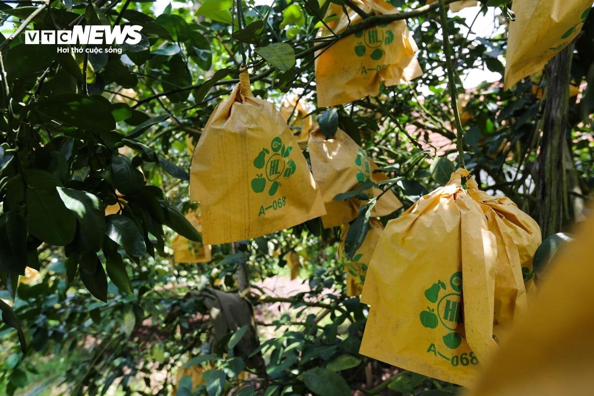 Thủ phủ bưởi Phúc Trạch vào vụ, nông dân phấn khởi đếm quả thu tiền - Ảnh 13