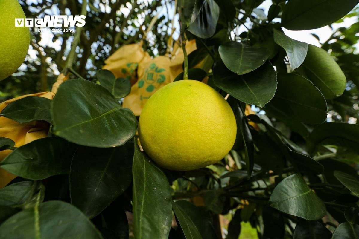 Thủ phủ bưởi Phúc Trạch vào vụ, nông dân phấn khởi đếm quả thu tiền - Ảnh 9