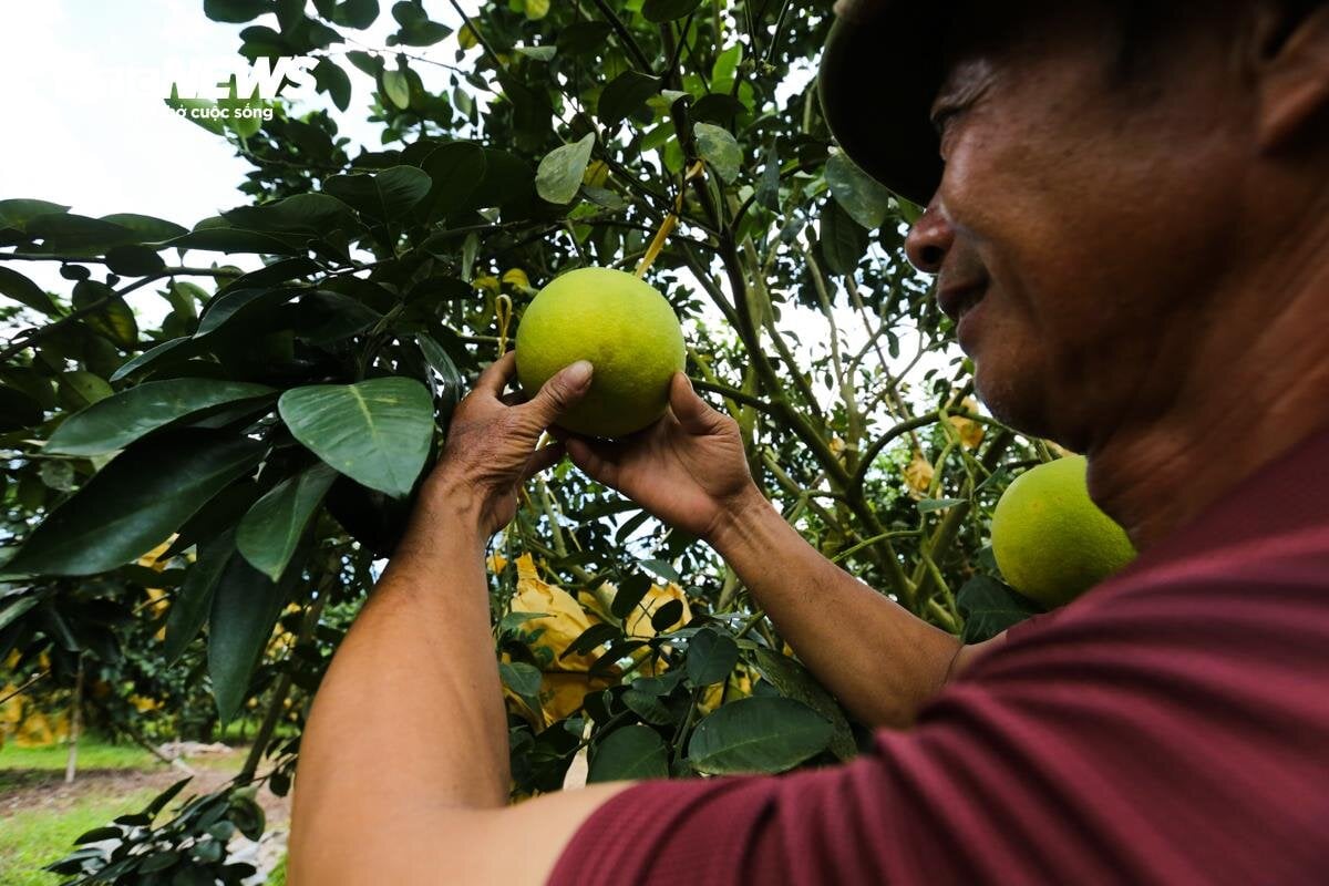 Thủ phủ bưởi Phúc Trạch vào vụ, nông dân phấn khởi đếm quả thu tiền - Ảnh 5