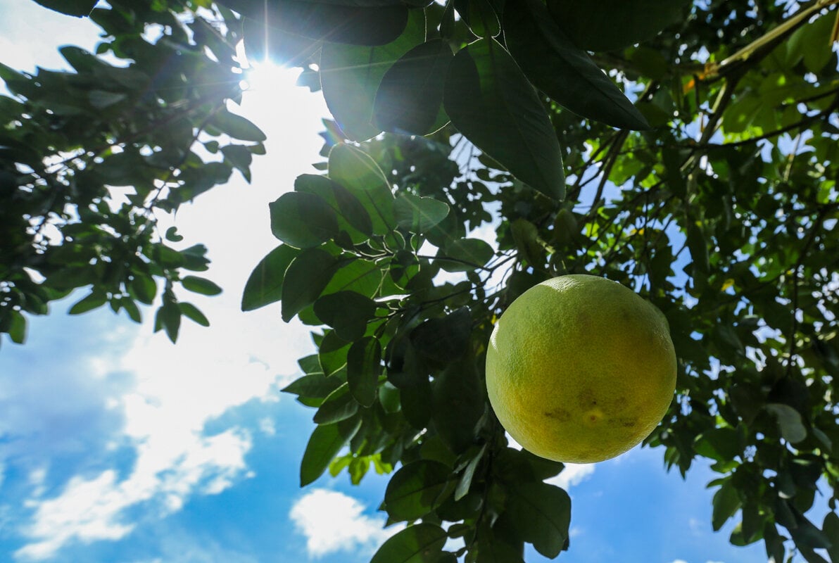 Thủ phủ bưởi Phúc Trạch vào vụ, nông dân phấn khởi đếm quả thu tiền - Ảnh 8