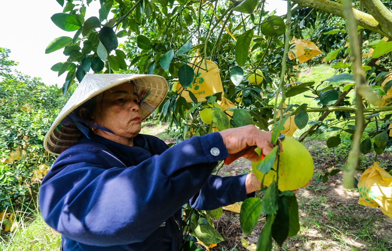 Thủ phủ bưởi Phúc Trạch vào vụ, nông dân phấn khởi đếm quả thu tiền - Ảnh 7