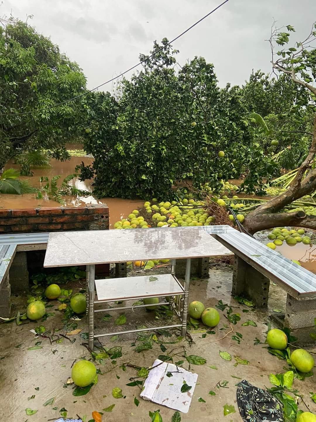 Dân tình khắp nơi kêu gọi giải cứu nông sản giúp đỡ bà con sau bão - Ảnh 3