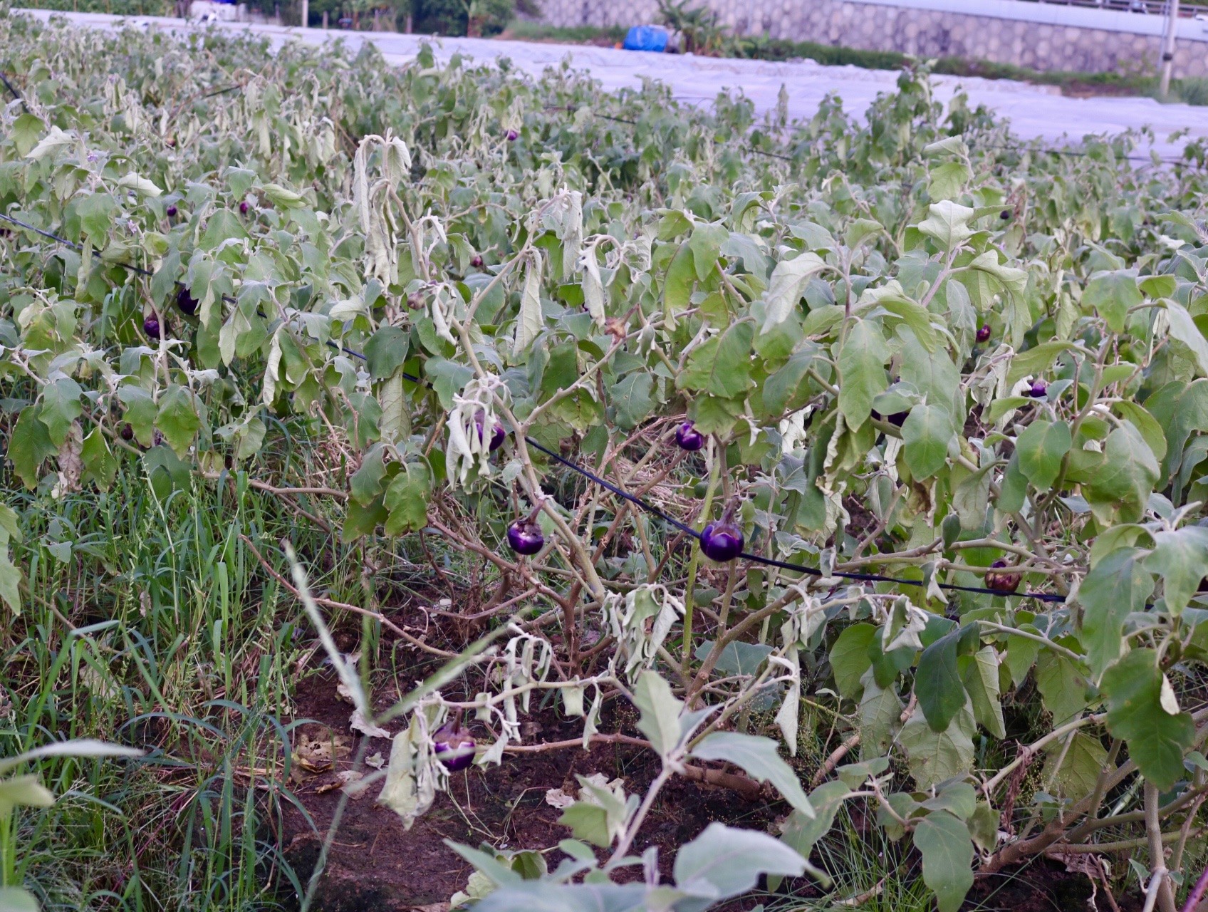 'Vựa rau' lớn nhất Hà Nội xác xơ sau bão - Ảnh 8