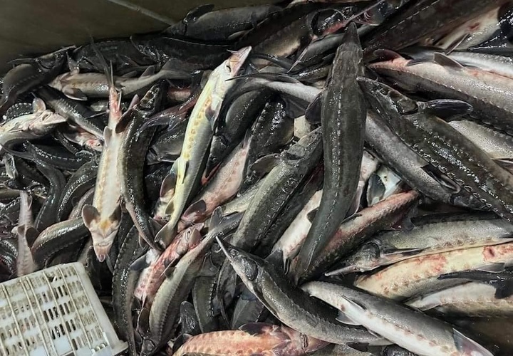 Rầm rộ rao bán 'giải cứu' cá tầm Sapa 49.000 đồng/con - Ảnh 2