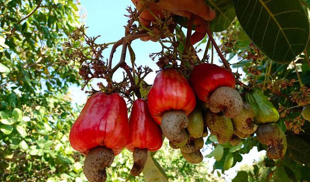 Vì sao Việt Nam chi tới 1 tỷ USD để nhập khẩu từ Campuchia mặt hàng mà nước ta xuất khẩu top 1 thế giới? - Ảnh 3