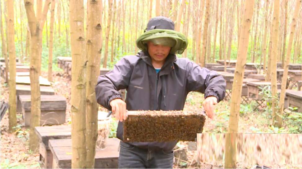 Anh nông dân nuôi con "cần cù", nhẹ nhàng thu hàng trăm triệu mỗi năm - Ảnh 3