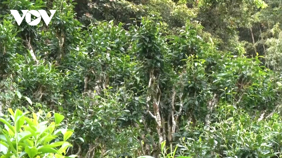 Chè Shan tuyết mất mùa mất giá - Ảnh 3