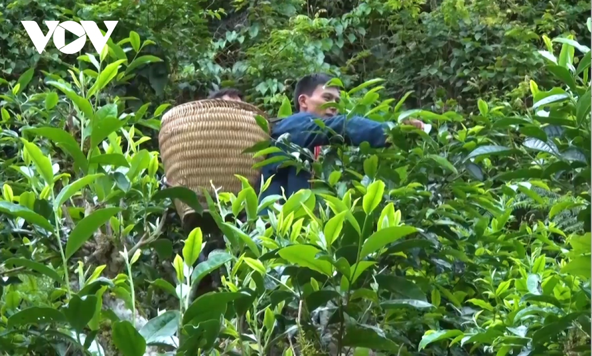 Chè Shan tuyết mất mùa mất giá - Ảnh 1