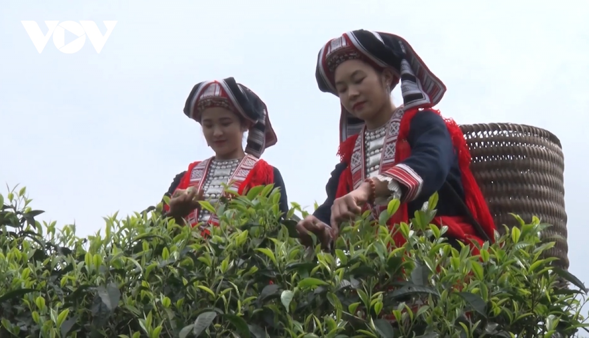 Chè Shan tuyết mất mùa mất giá - Ảnh 2