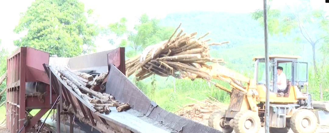 Chị nông dân trồng cây cao vút "quý như vàng", nhẹ nhàng kiếm gần 5 tỷ đồng/năm - Ảnh 2