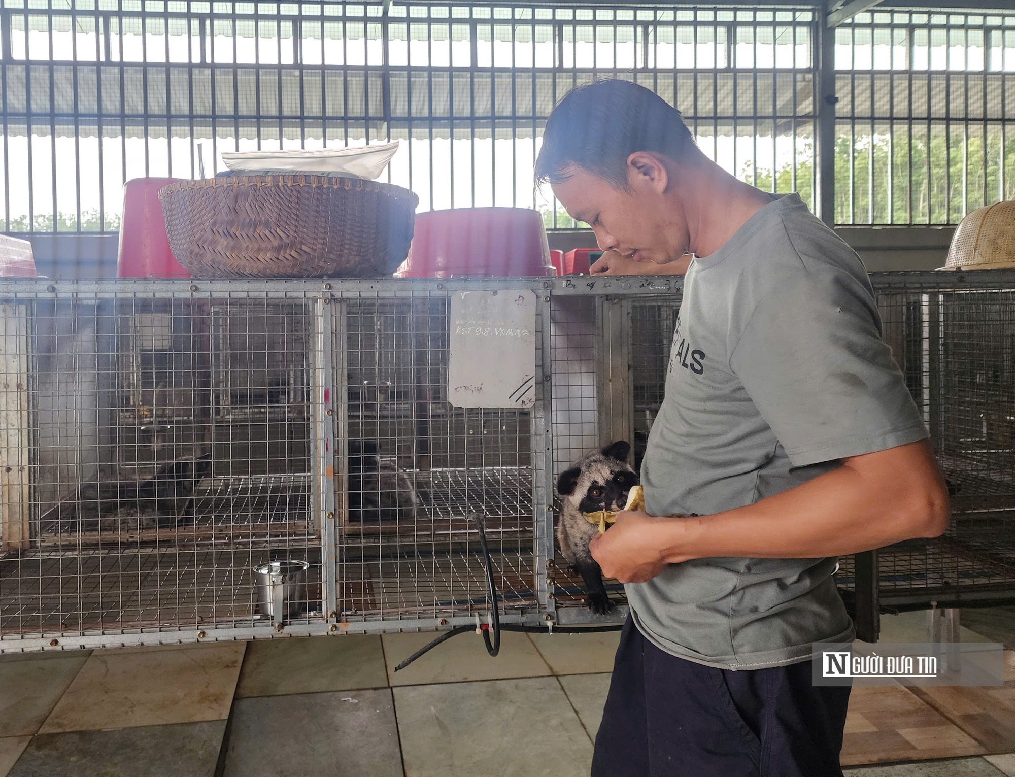 Nuôi con "ngủ ngày cày đêm", lão nông nhẹ nhàng "đút túi" tiền tỷ mỗi năm - Ảnh 5