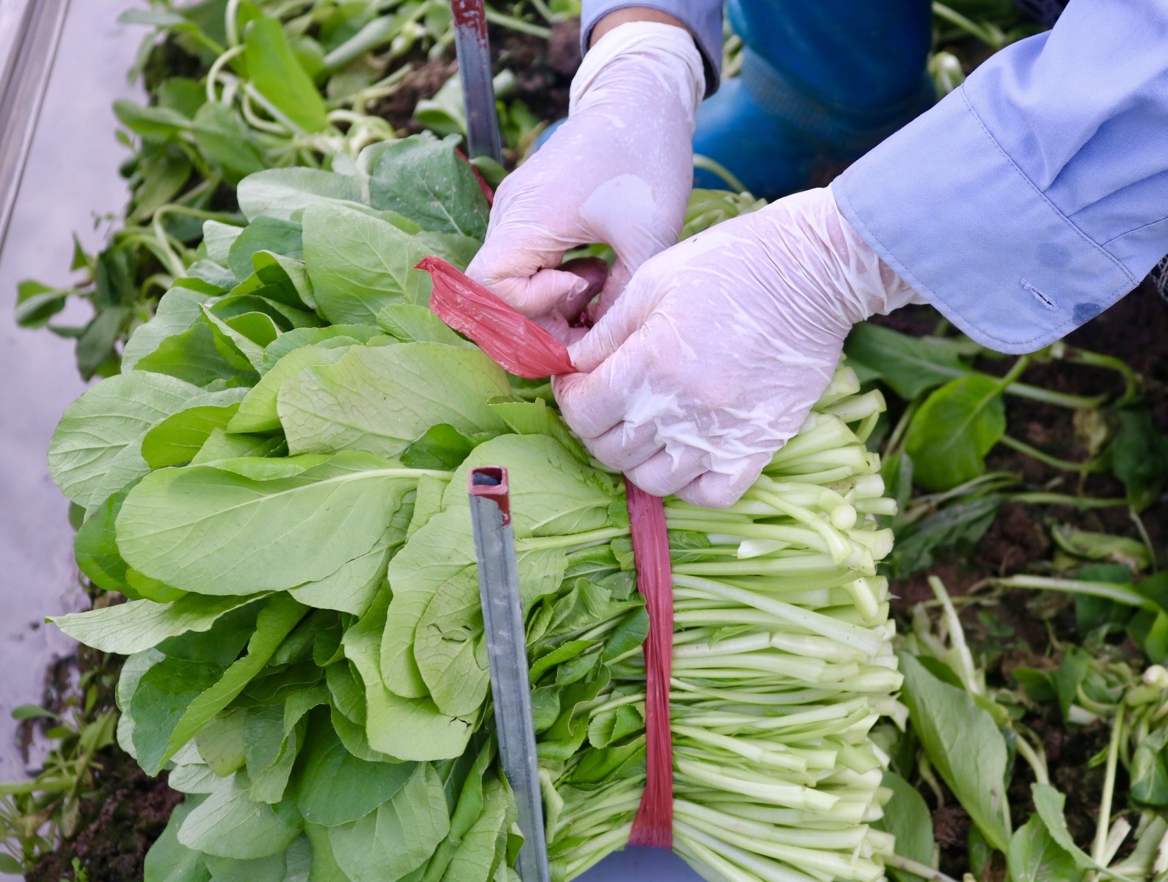 'Vựa rau' lớn nhất Hà Nội xác xơ sau bão - Ảnh 6