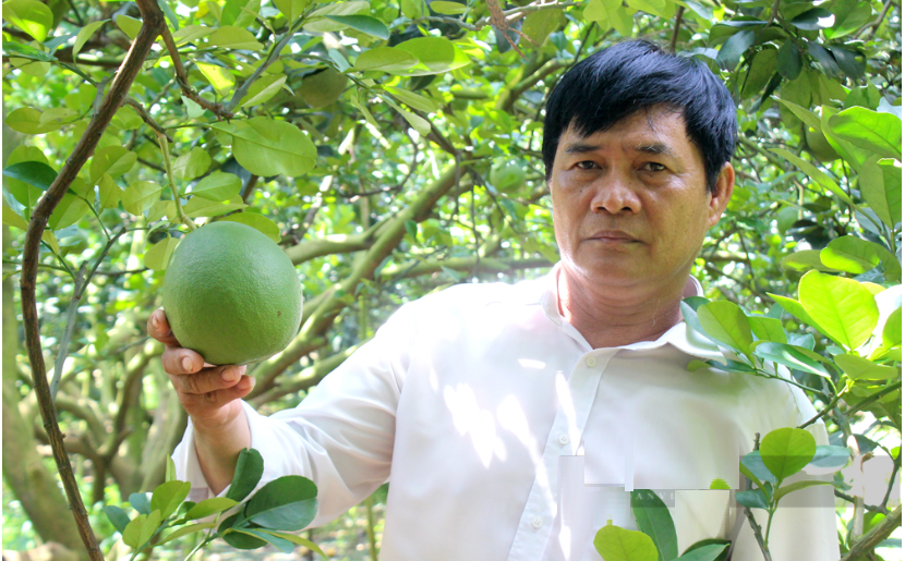 Ông nông dân trồng "loài cây quen thuộc" thu lãi nhẹ nhàng 2 tỷ đồng/năm - Ảnh 3