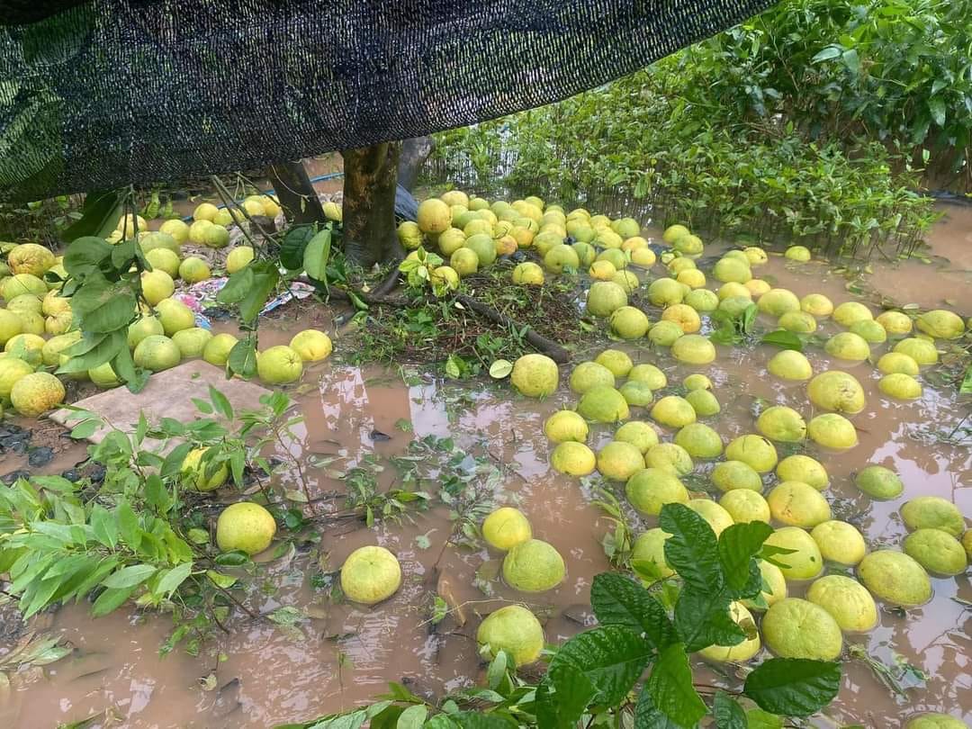 Dân tình khắp nơi kêu gọi giải cứu nông sản giúp đỡ bà con sau bão - Ảnh 9