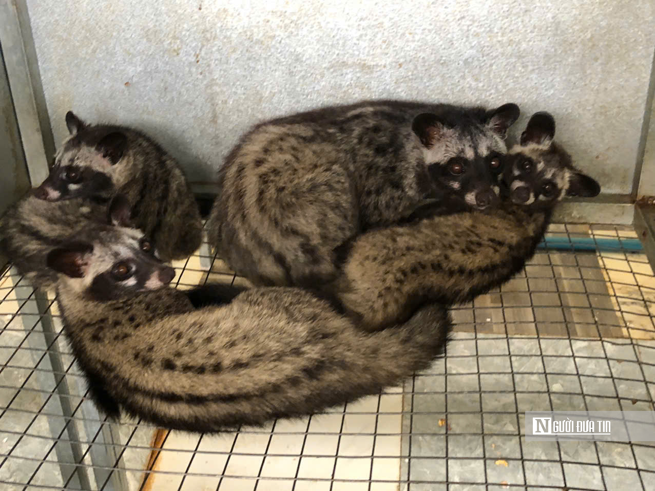 Nuôi con "ngủ ngày cày đêm", lão nông nhẹ nhàng "đút túi" tiền tỷ mỗi năm - Ảnh 4