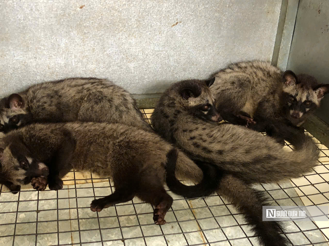 Nuôi con "ngủ ngày cày đêm", lão nông nhẹ nhàng "đút túi" tiền tỷ mỗi năm - Ảnh 1