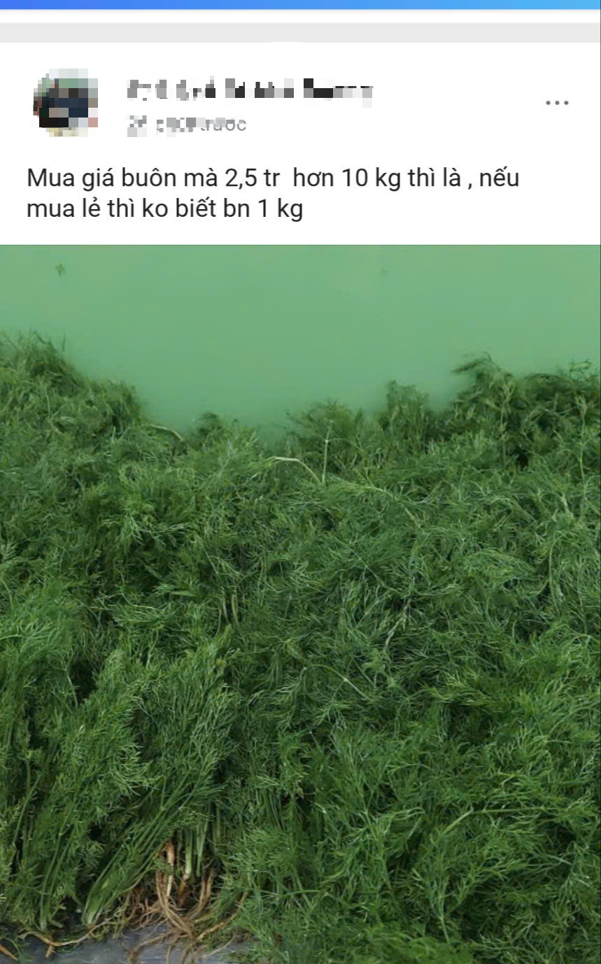 Giật mình giá rau, bí xanh đắt gấp đôi, thì là 250 ngàn đồng/kg dù nguồn cung bảo đảm - Ảnh 2