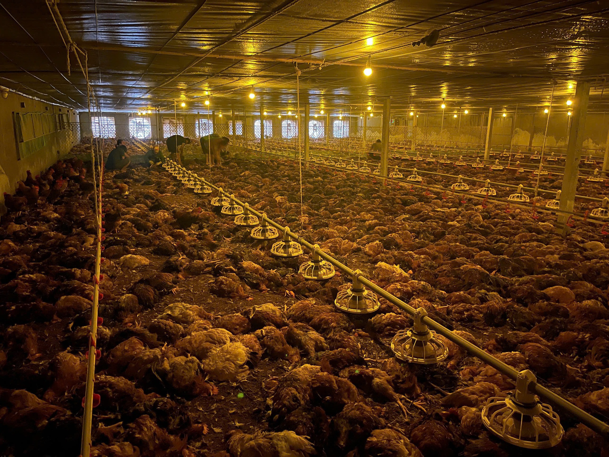 VIDEO: Mưa lớn, hơn 9.000 con gà của một hộ dân chết ngạt - Ảnh 1