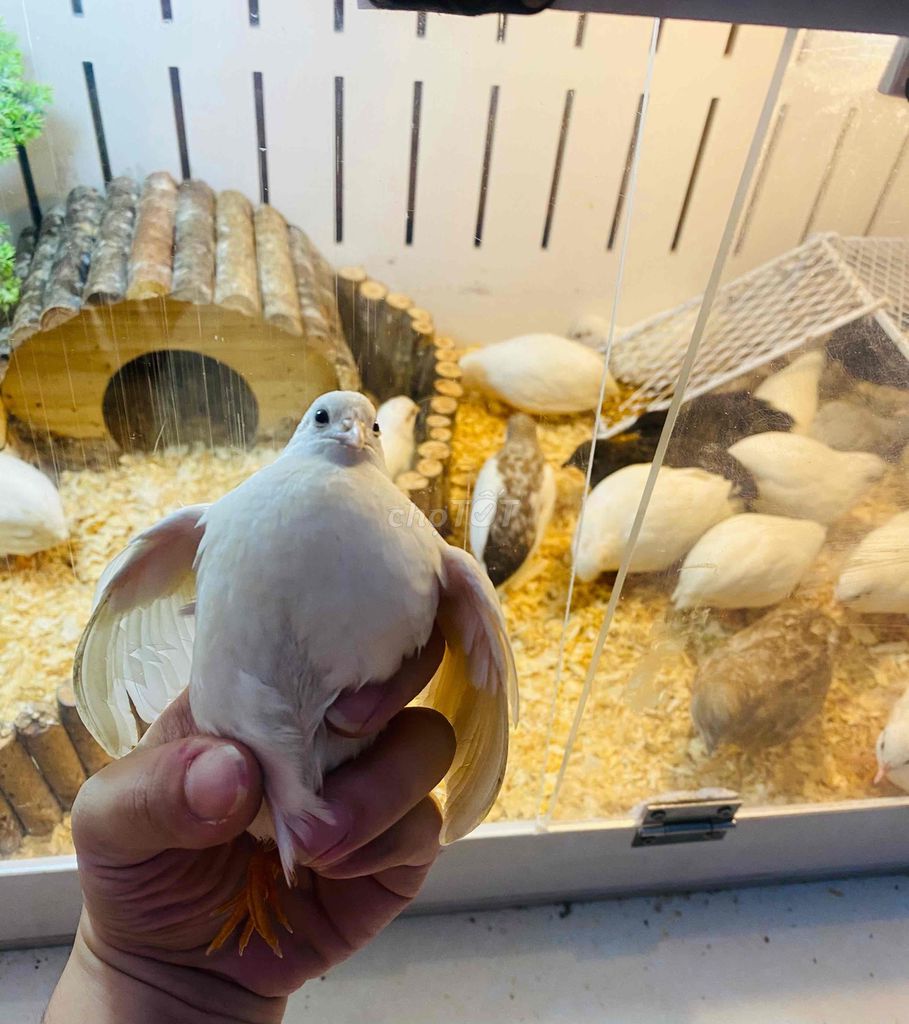 Nuôi "gà nhỏ nhất thế giới", người đàn ông bán được cả nghìn con mỗi tháng - Ảnh 2