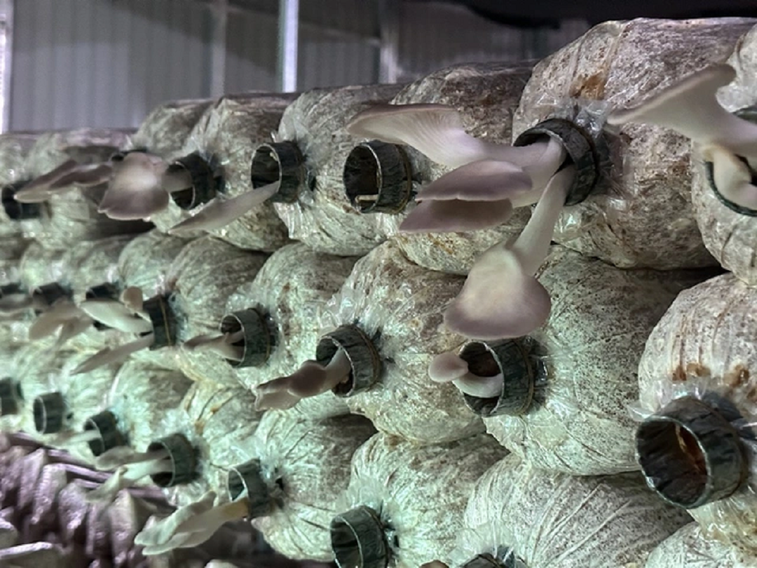 Anh nông dân trồng loại cây "không lá", bỏ túi 5 tỷ đồng/năm rất nhẹ nhàng - Ảnh 3