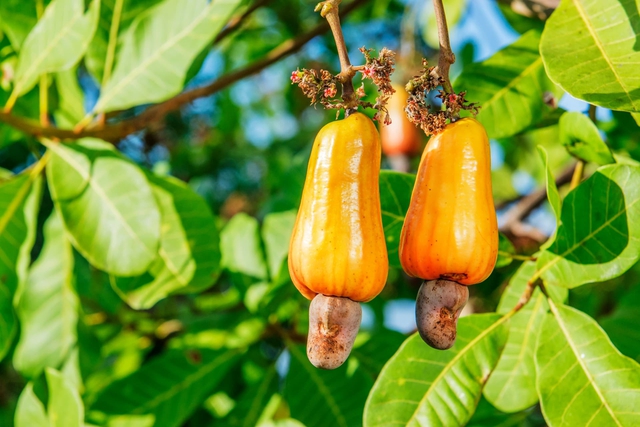 Vì sao Việt Nam chi tới 1 tỷ USD để nhập khẩu từ Campuchia mặt hàng mà nước ta xuất khẩu top 1 thế giới? - Ảnh 1