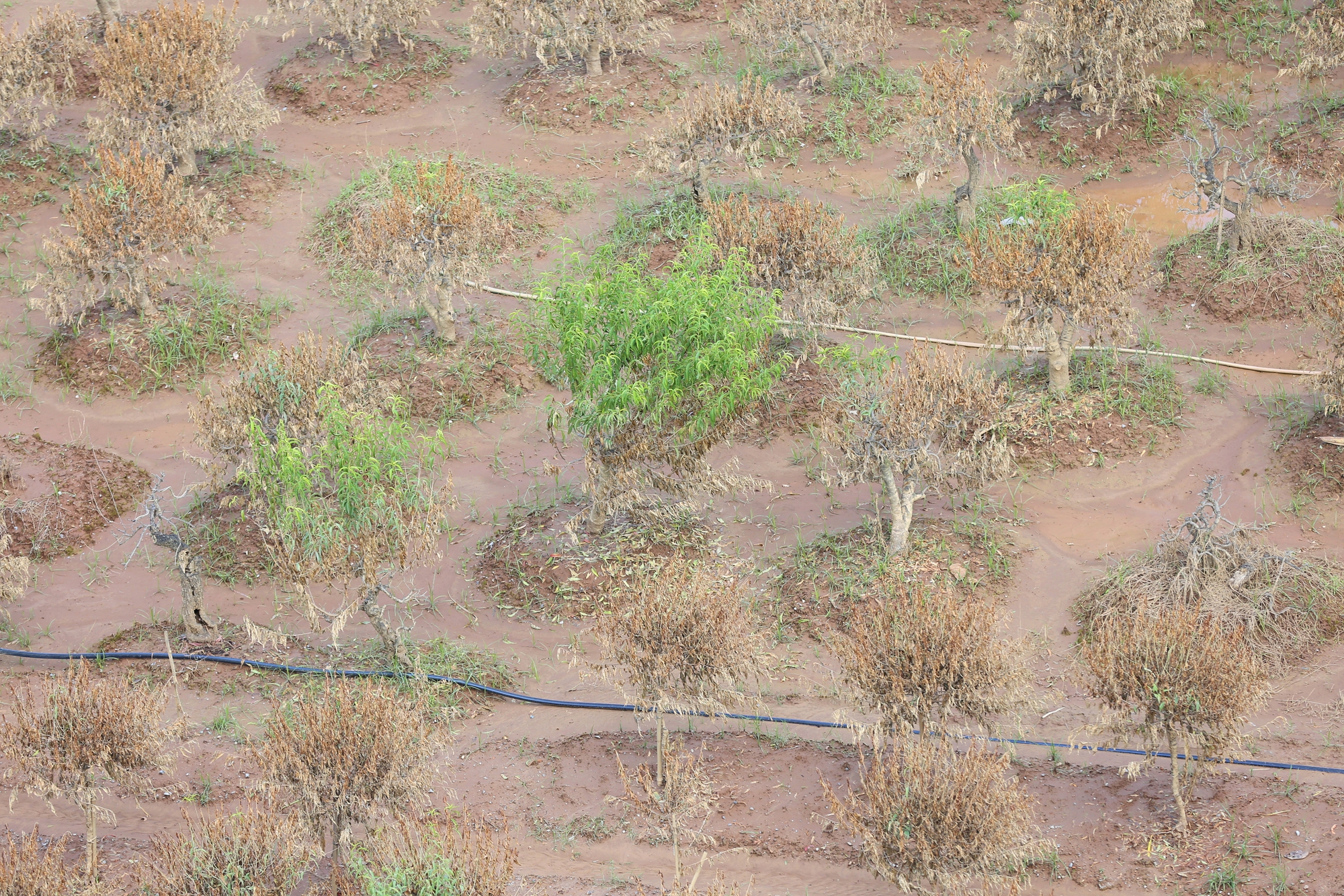 Hà Nội: Xót xa hàng chục ngàn gốc đào Nhật Tân, Phú Thượng bị "xóa sổ" sau trận lũ, người dân lâm vào cảnh trắng tay - Ảnh 10