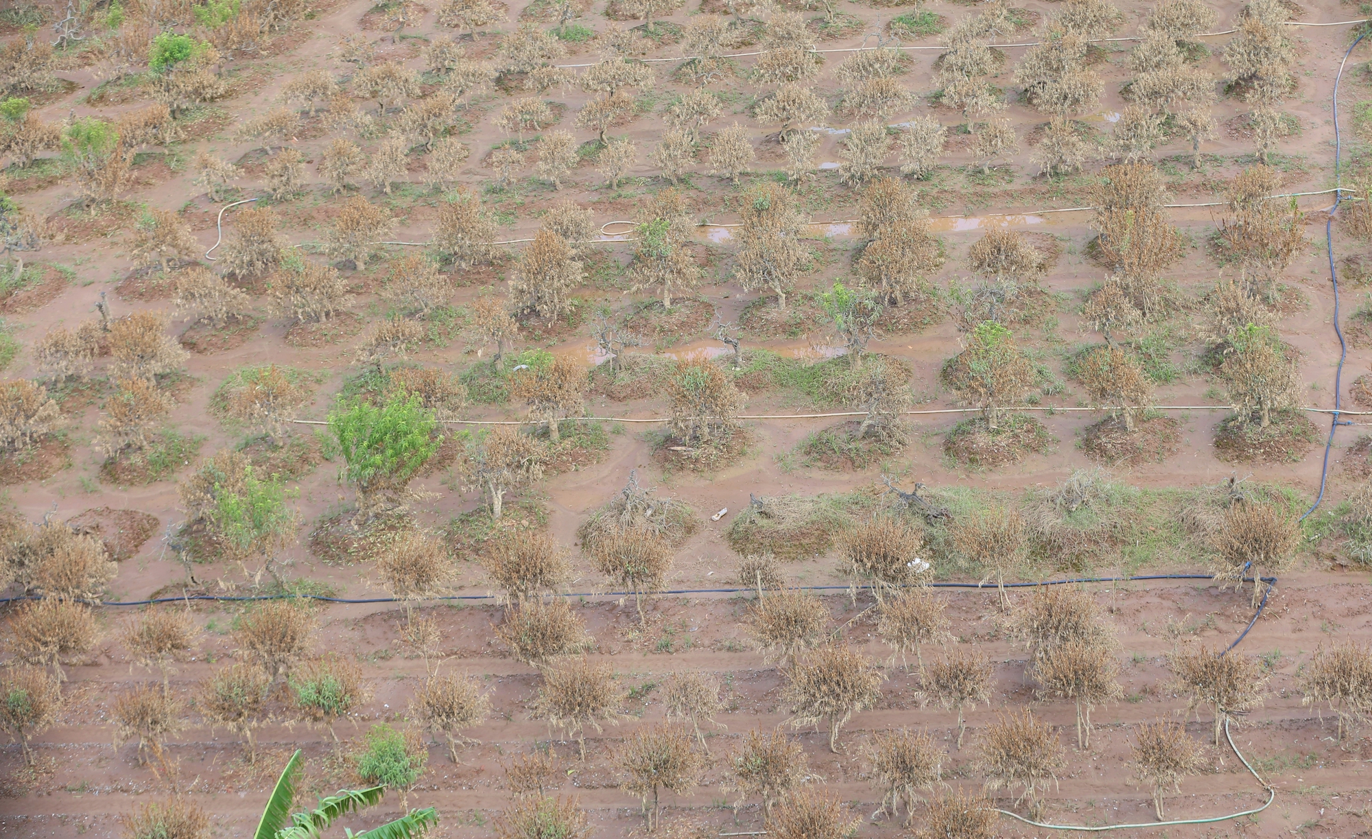 Hà Nội: Xót xa hàng chục ngàn gốc đào Nhật Tân, Phú Thượng bị "xóa sổ" sau trận lũ, người dân lâm vào cảnh trắng tay - Ảnh 11