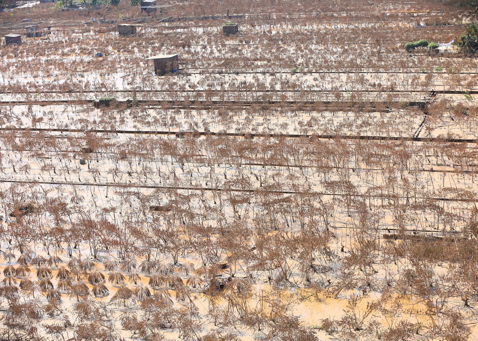 Hà Nội: Xót xa hàng chục ngàn gốc đào Nhật Tân, Phú Thượng bị "xóa sổ" sau trận lũ, người dân lâm vào cảnh trắng tay - Ảnh 1
