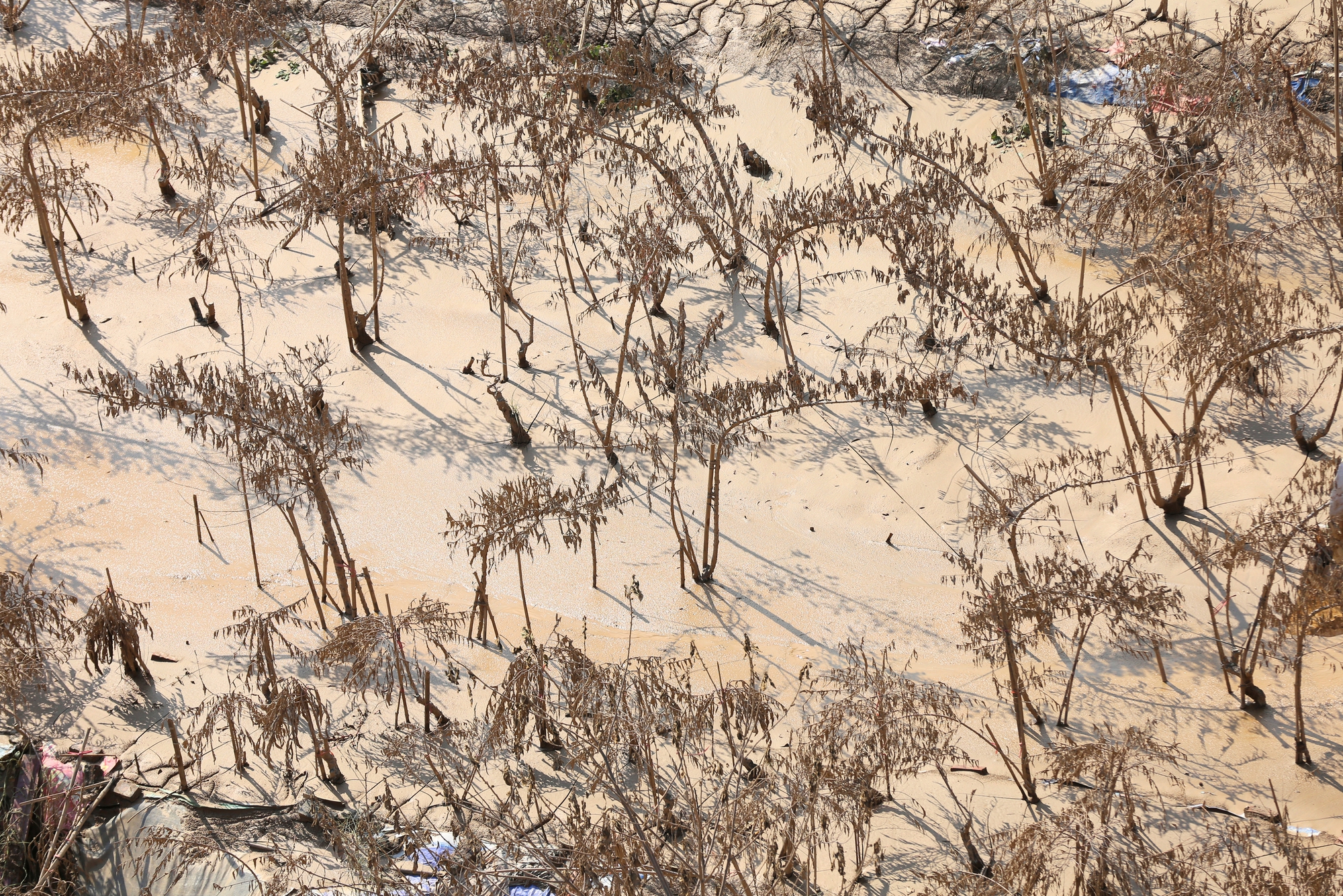 Hà Nội: Xót xa hàng chục ngàn gốc đào Nhật Tân, Phú Thượng bị "xóa sổ" sau trận lũ, người dân lâm vào cảnh trắng tay - Ảnh 6