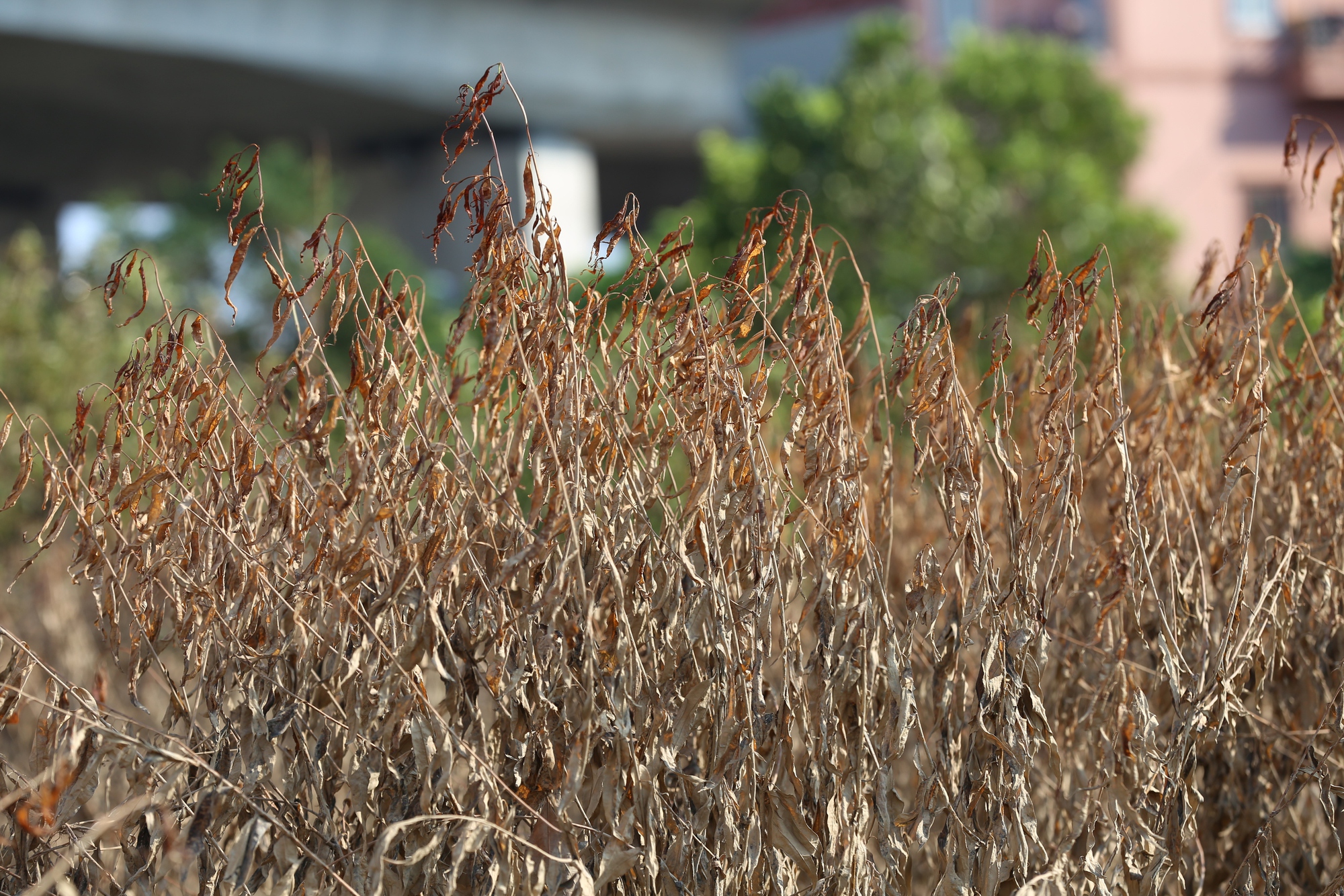 Hà Nội: Xót xa hàng chục ngàn gốc đào Nhật Tân, Phú Thượng bị "xóa sổ" sau trận lũ, người dân lâm vào cảnh trắng tay - Ảnh 5