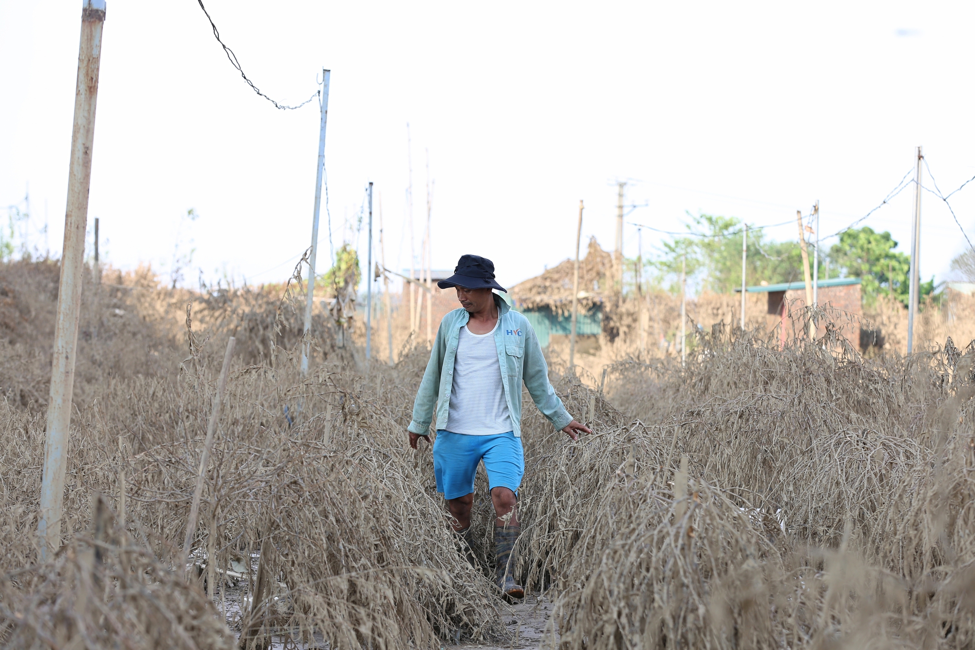 Hà Nội: Xót xa hàng chục ngàn gốc đào Nhật Tân, Phú Thượng bị "xóa sổ" sau trận lũ, người dân lâm vào cảnh trắng tay - Ảnh 8