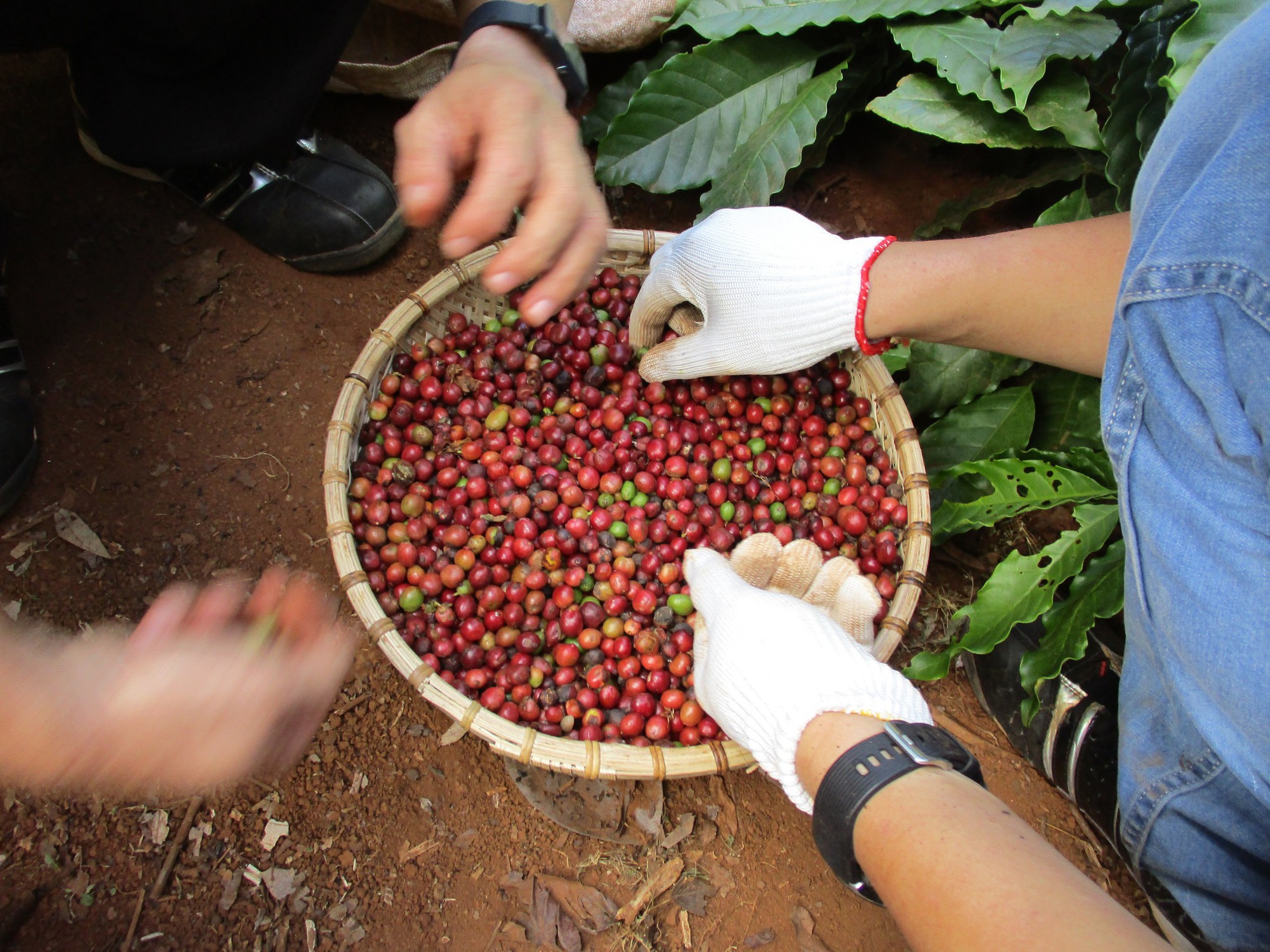 Chủ tịch VICOFA nói gì khi giá cà phê tăng điên cuồng trước vụ thu hoạch? - Ảnh 1