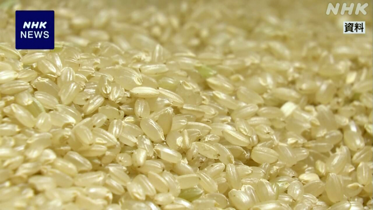 Nhật Bản xuất khẩu gạo tăng cao kỷ lục dù trong nước thiếu trầm trọng - Ảnh 1
