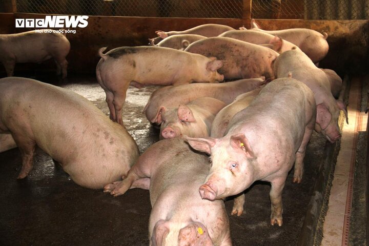 Người dân lo giá thịt heo tăng cao sau lũ lụt, chuyên gia đưa nhận định bất ngờ - Ảnh 1