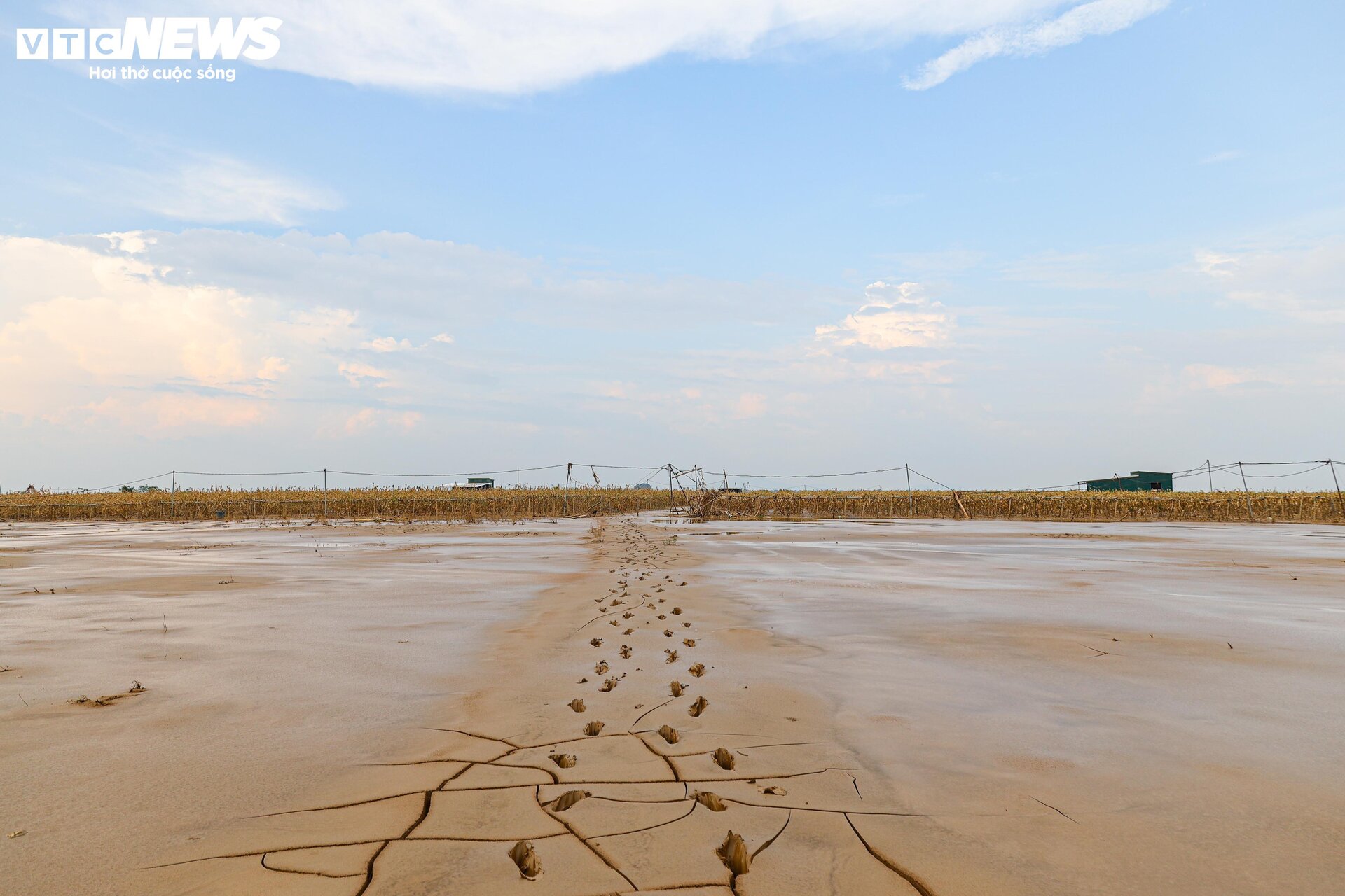 Bùn đất ngập ngụa, 'thủ phủ' phật thủ hàng trăm ha biến thành củi khô - Ảnh 14