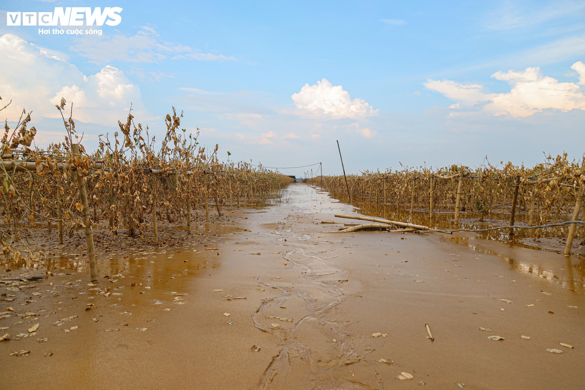 Bùn đất ngập ngụa, 'thủ phủ' phật thủ hàng trăm ha biến thành củi khô - Ảnh 1