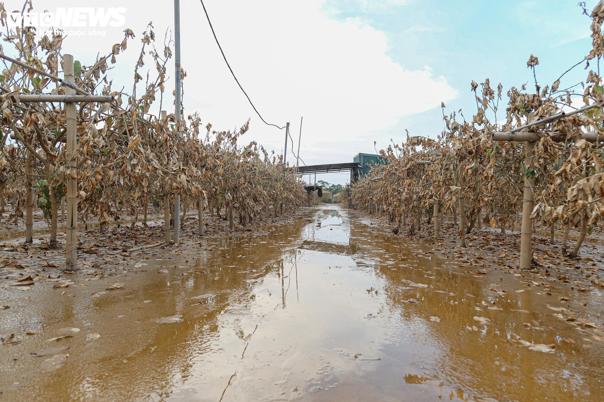 Bùn đất ngập ngụa, 'thủ phủ' phật thủ hàng trăm ha biến thành củi khô - Ảnh 2