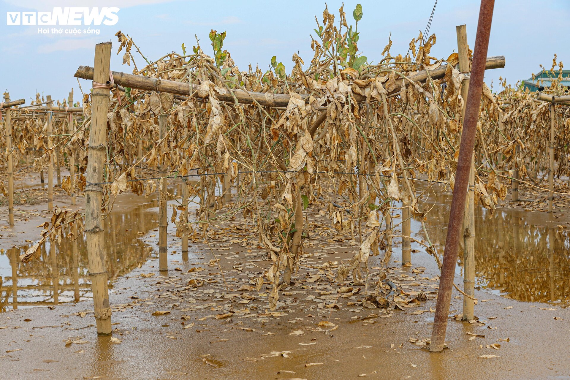 Bùn đất ngập ngụa, 'thủ phủ' phật thủ hàng trăm ha biến thành củi khô - Ảnh 3