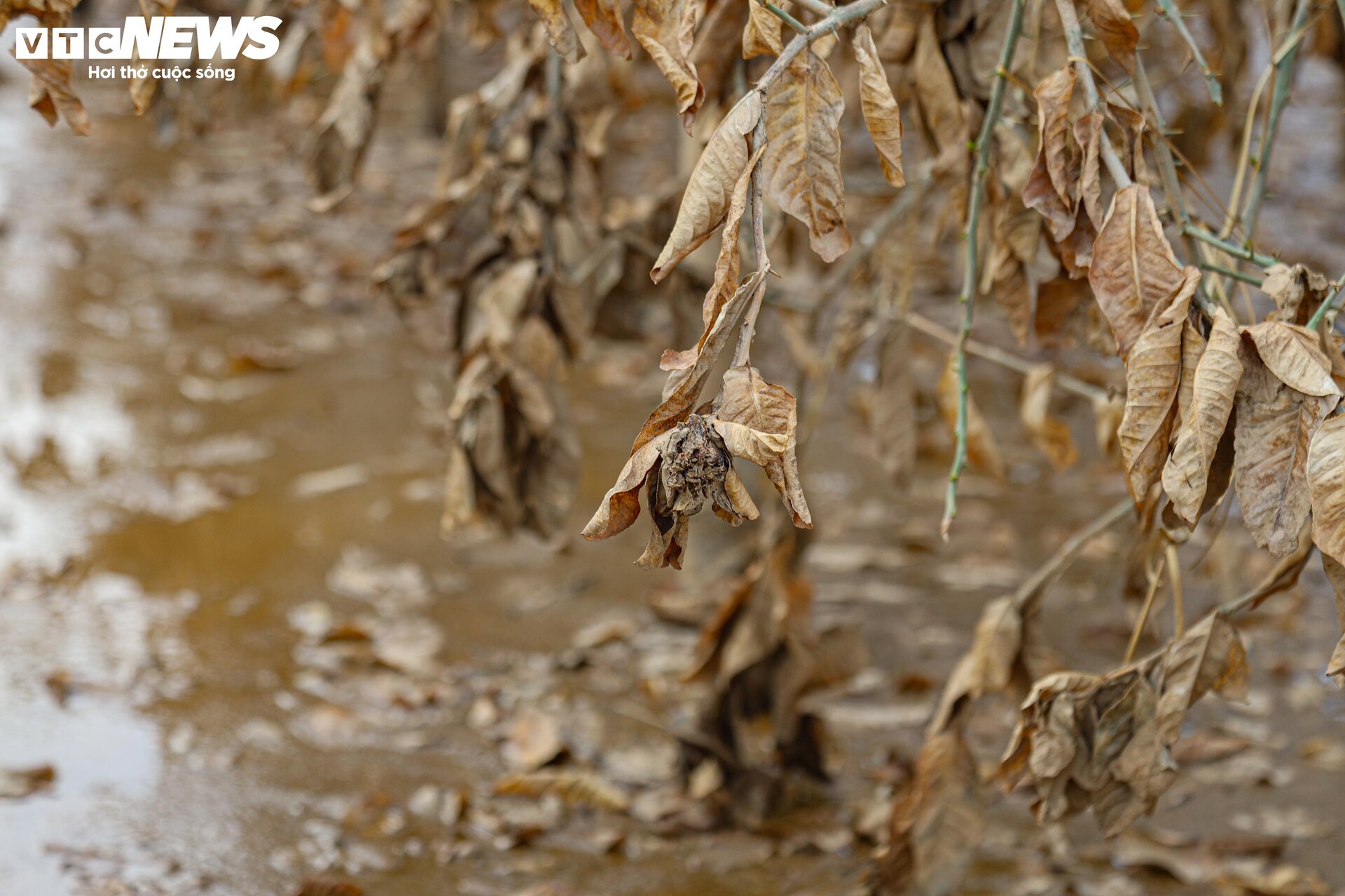 Bùn đất ngập ngụa, 'thủ phủ' phật thủ hàng trăm ha biến thành củi khô - Ảnh 7