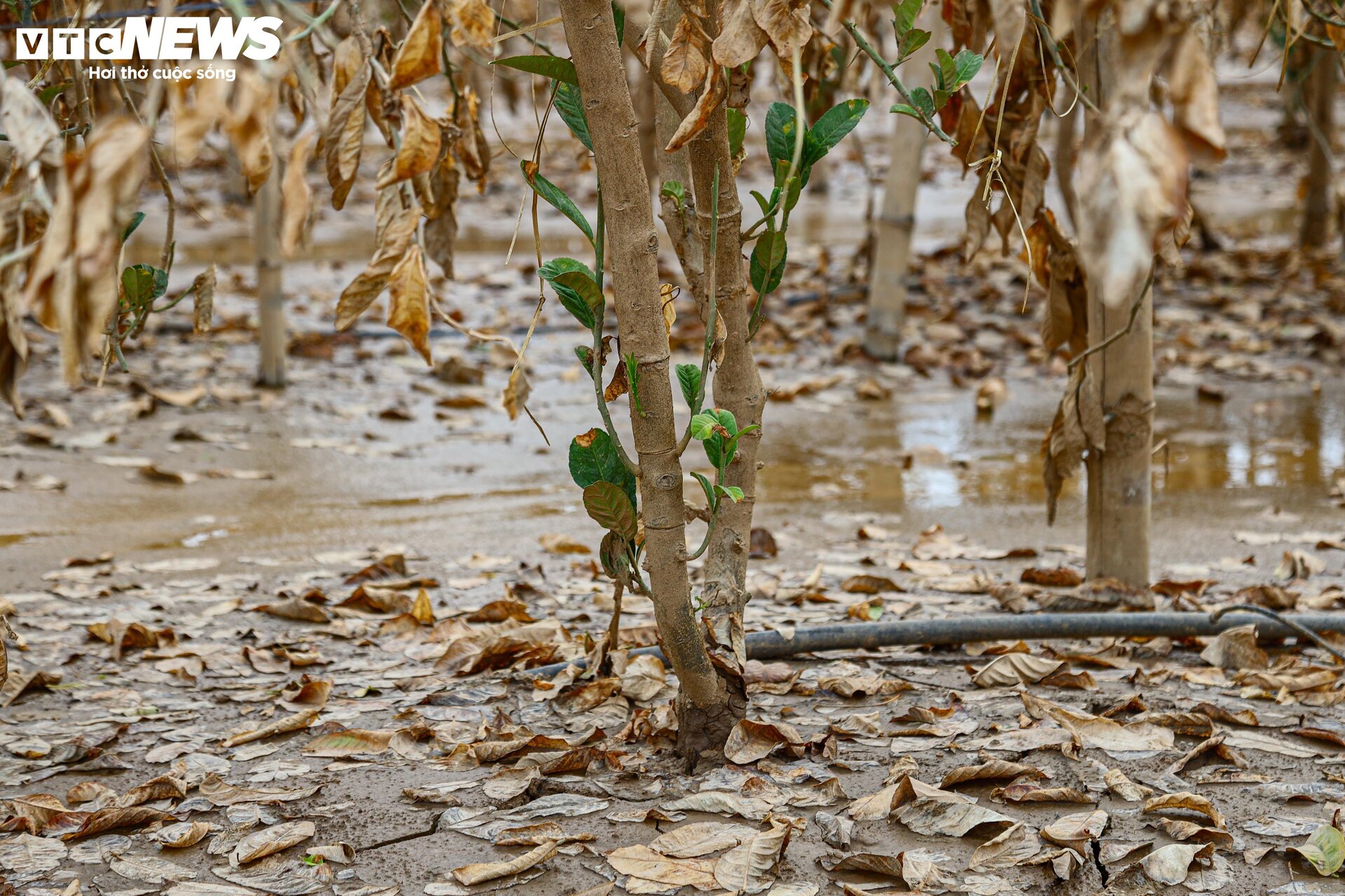 Bùn đất ngập ngụa, 'thủ phủ' phật thủ hàng trăm ha biến thành củi khô - Ảnh 5