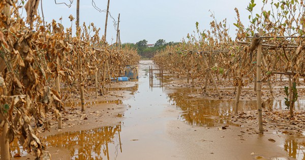 Bùn đất ngập ngụa, 'thủ phủ' phật thủ hàng trăm ha biến thành củi khô