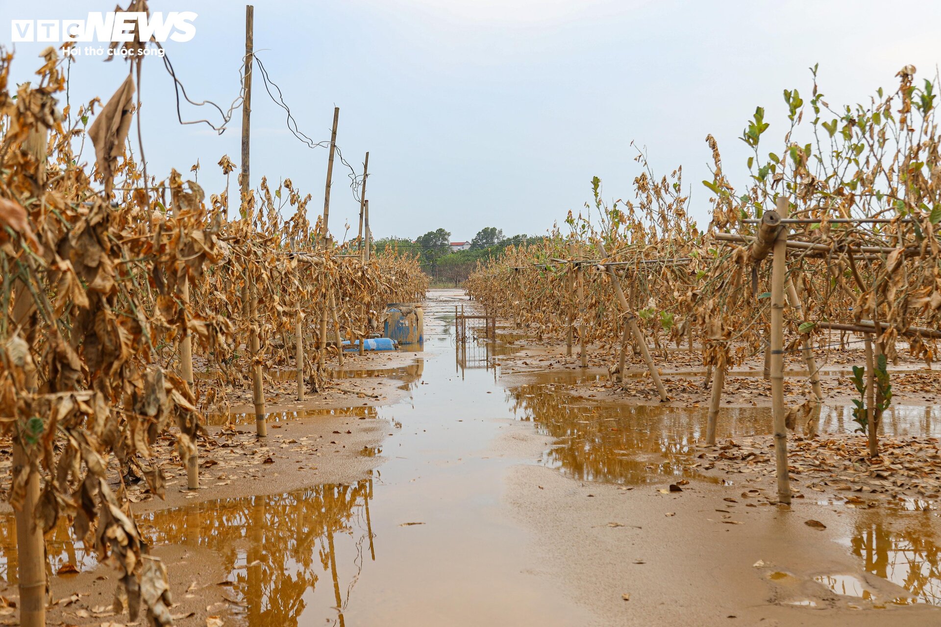 Bùn đất ngập ngụa, 'thủ phủ' phật thủ hàng trăm ha biến thành củi khô - Ảnh 8