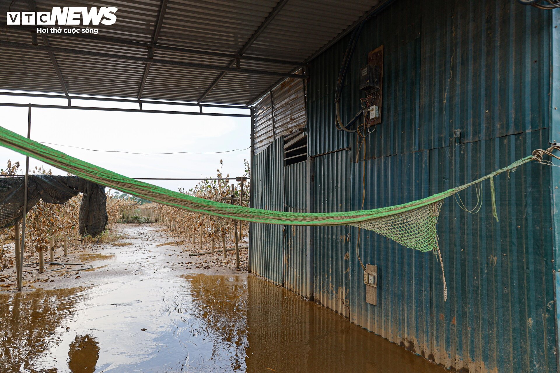 Bùn đất ngập ngụa, 'thủ phủ' phật thủ hàng trăm ha biến thành củi khô - Ảnh 11