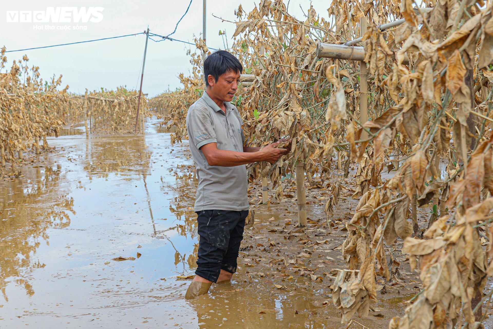 Bùn đất ngập ngụa, 'thủ phủ' phật thủ hàng trăm ha biến thành củi khô - Ảnh 4