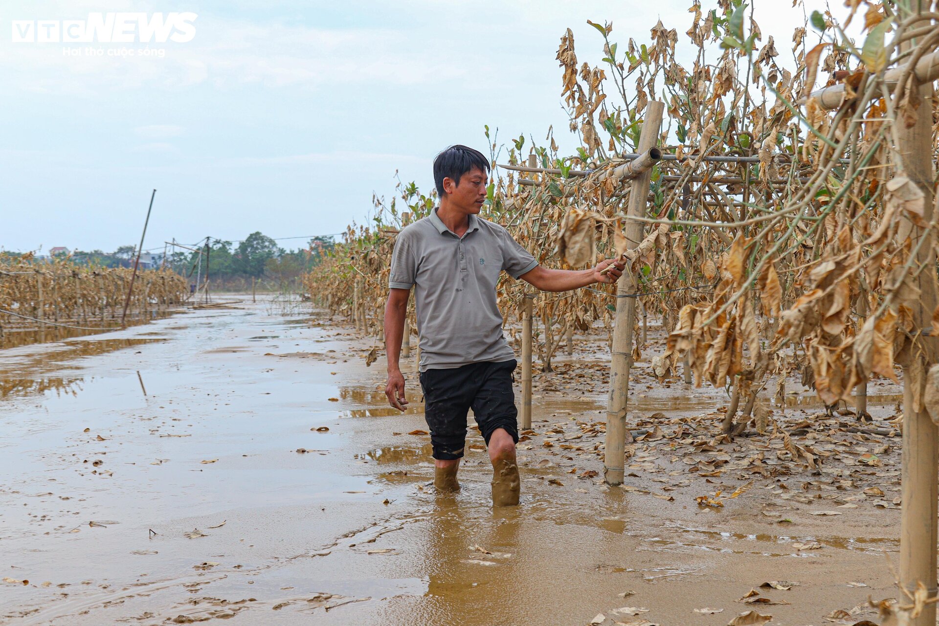 Bùn đất ngập ngụa, 'thủ phủ' phật thủ hàng trăm ha biến thành củi khô - Ảnh 9