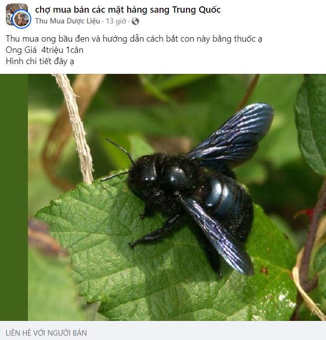 Thương lái thu mua ong bầu với giá lên đến 4 triệu đồng/kg - Ảnh 1