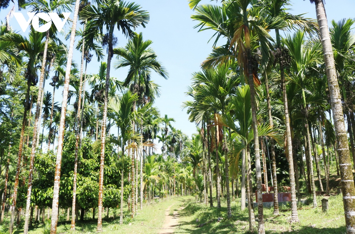 Quả cau tăng giá, nông dân Quảng Nam thêm niềm vui - Ảnh 3