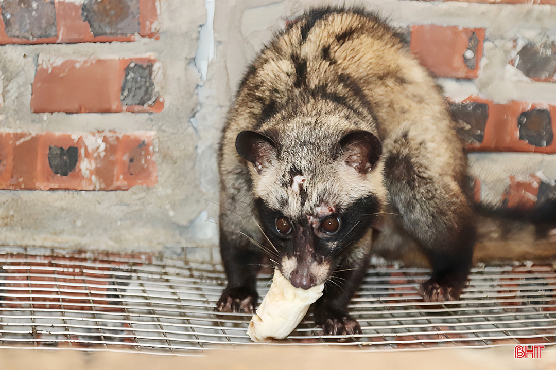 Nuôi con "hiền lành mắn đẻ" anh nông dân kiếm 1,5 tỷ đồng "nhanh như chớp" - Ảnh 4