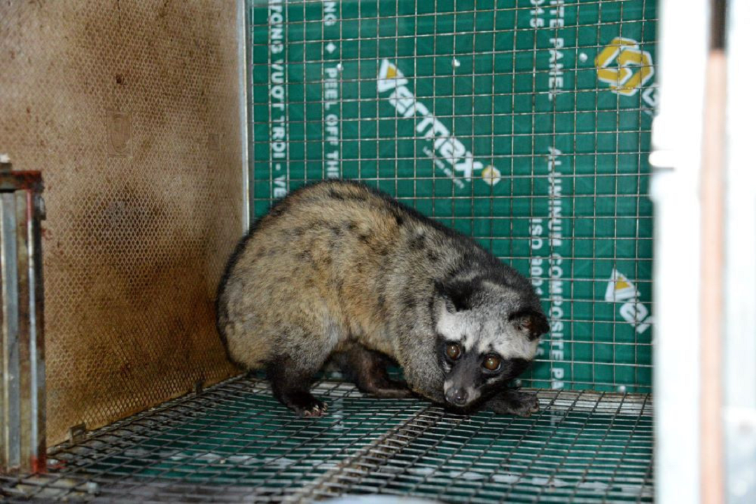 Nuôi con "hiền lành mắn đẻ" anh nông dân kiếm 1,5 tỷ đồng "nhanh như chớp" - Ảnh 2