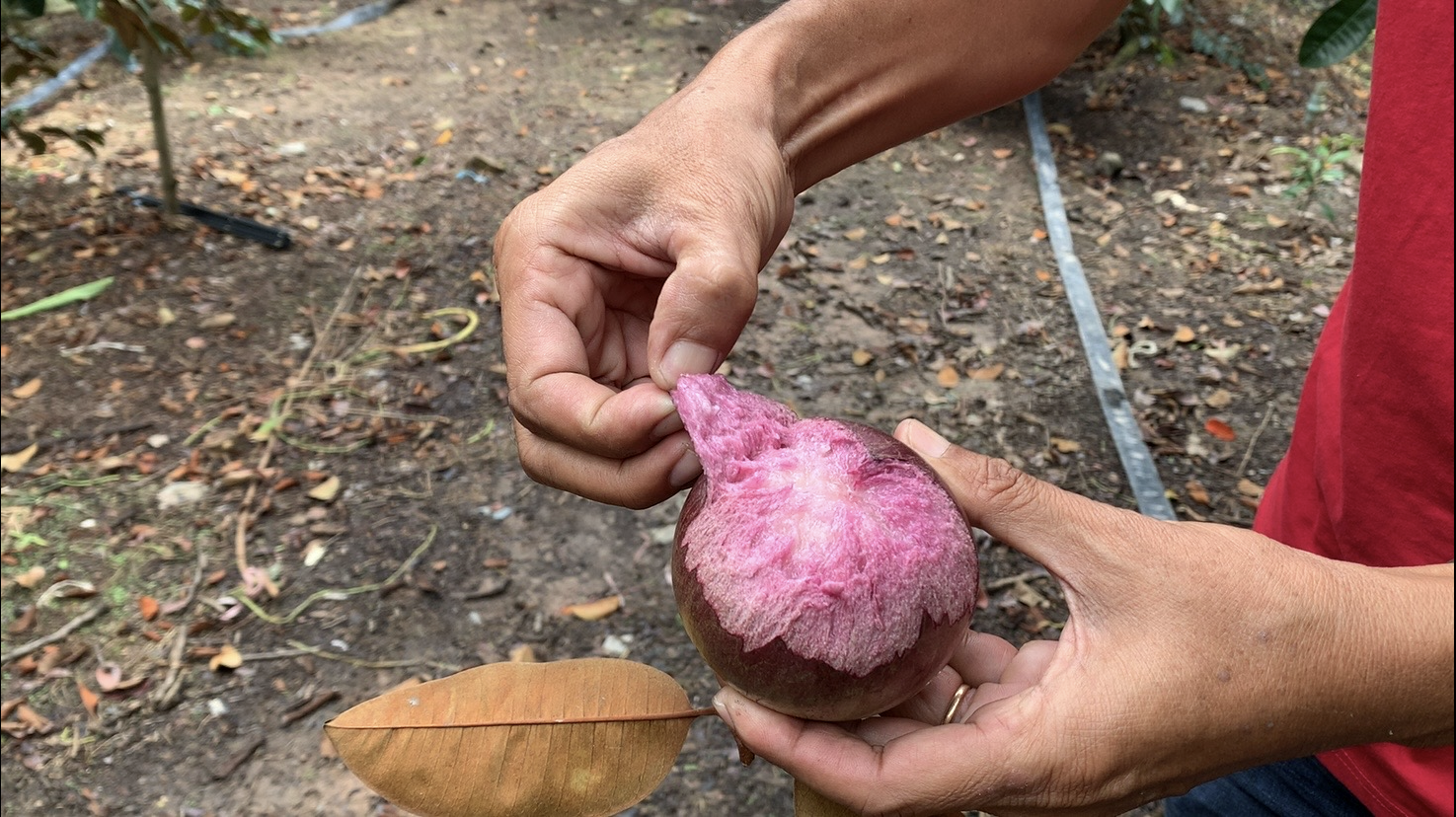 Ông nông dân trồng loại quả "đột biến", thu 3,5 tỷ đồng/năm rất nhẹ nhàng - Ảnh 1